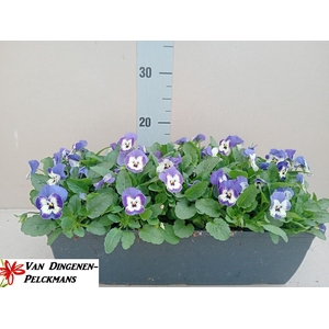 VIO CO TW BLUE ICE