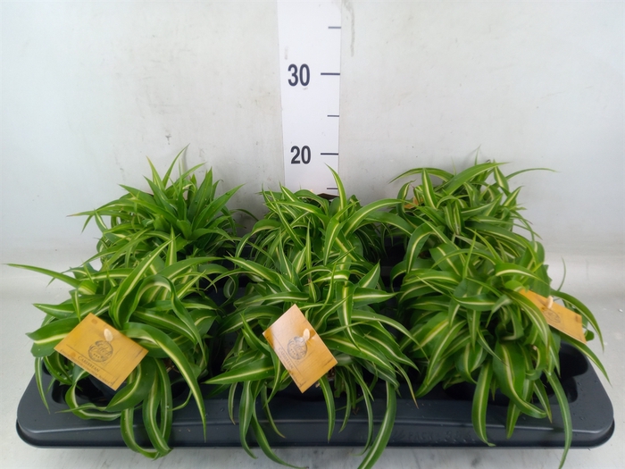 <h4>Chlorophytum com. 'Bonnie'</h4>