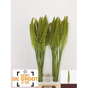 EREMURUS LINE DANCE