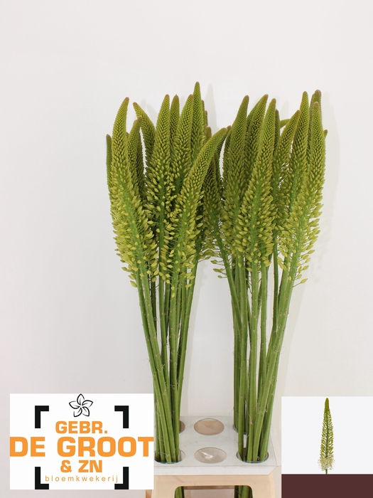 <h4>EREMURUS LINE DANCE</h4>