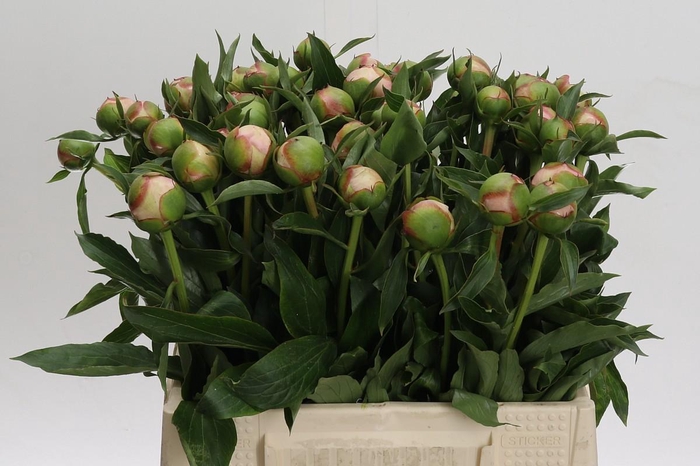 <h4>Paeonia Alertie</h4>