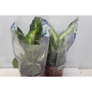 DIEFFENBACHIA VARIADO P17