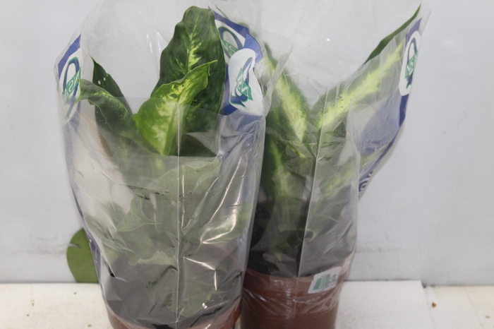 <h4>DIEFFENBACHIA VARIADO P17</h4>