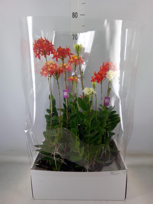 <h4>Epidendrum   ...</h4>