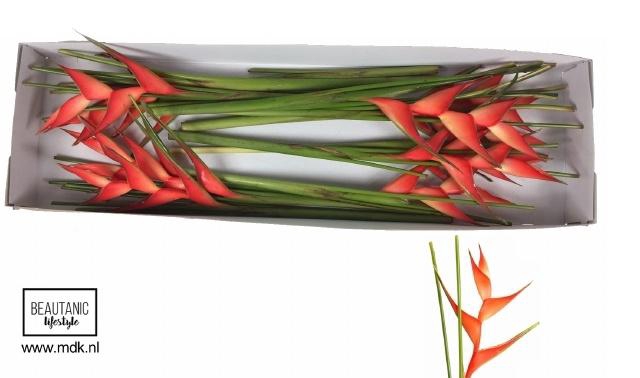 <h4>Helic Tropical</h4>