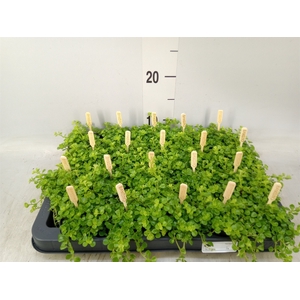 Pilea depressa