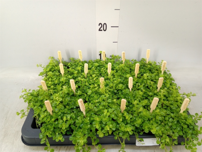 <h4>Pilea depressa</h4>