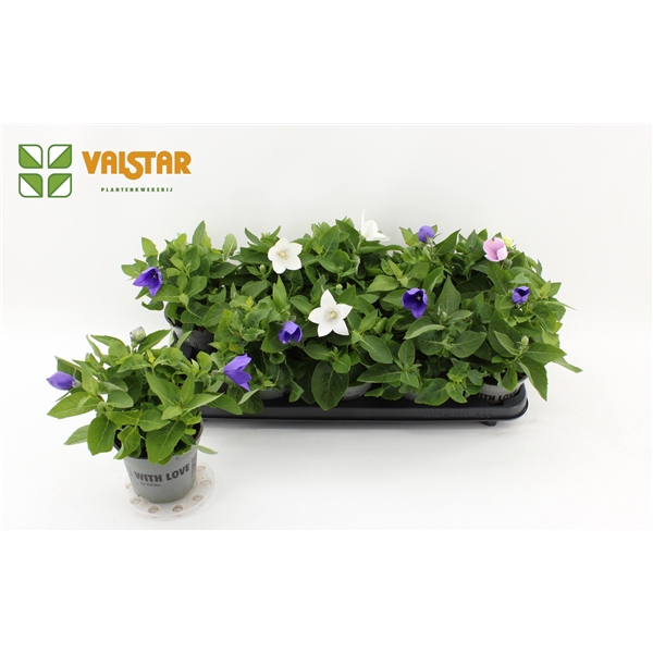<h4>Platycodon 12cm astra mix</h4>