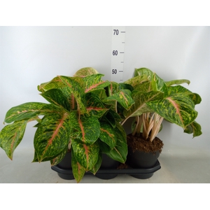 Aglaonema  'Spring Red'