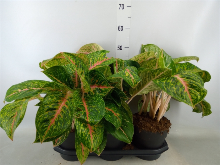 <h4>Aglaonema  'Spring Red'</h4>