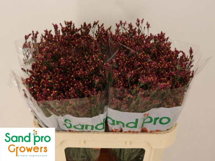 <h4>LIM SIN SCARLET DIA</h4>