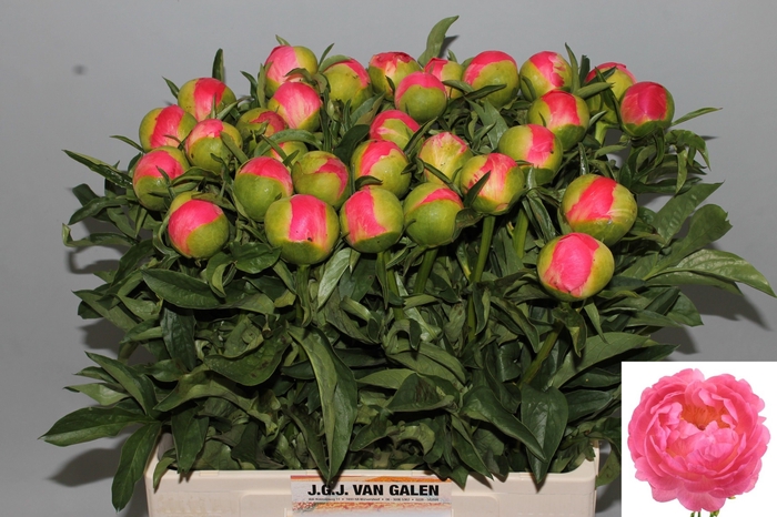 <h4>PAEO CORAL SUNSET</h4>