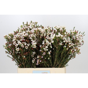 Chamelaucium Moonlight Delight
