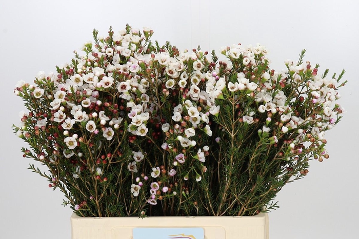 <h4>Chamelaucium Moonlight Delight</h4>
