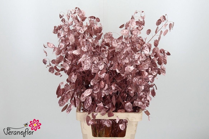 <h4>SNIJBL OV KLB H% BS</h4>