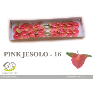 Anthurium Pink Jesolo