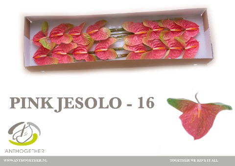 <h4>Anthurium Pink Jesolo</h4>