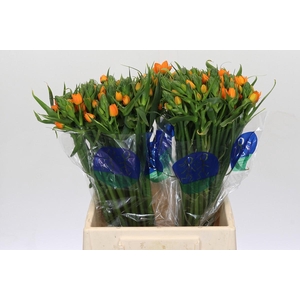 Ornithogalum Dubium Sunshine