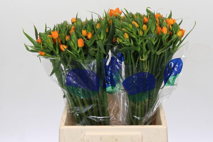 <h4>Ornithogalum Dubium Sunshine</h4>