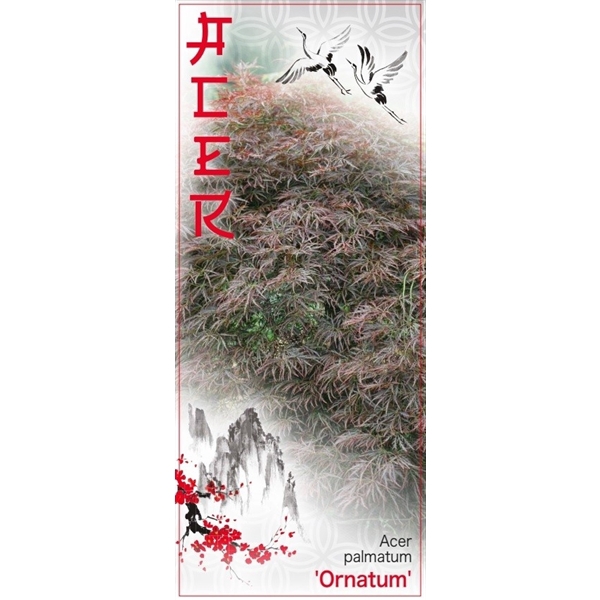 <h4>Acer palmatum 'Ornatum' P26 Full CC</h4>