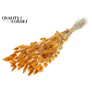 Lagurus Premium per bunch Apricot