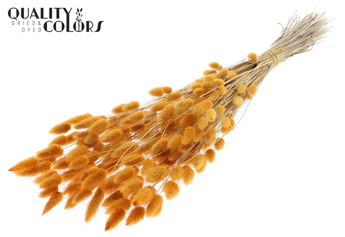 Lagurus Premium per bunch Apricot