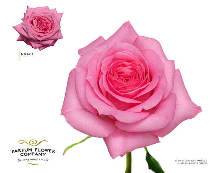 <h4>Rosa Premium Nuage</h4>