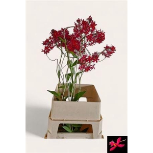 Epidendrum Red