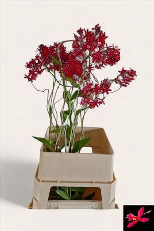 <h4>Epidendrum Red</h4>