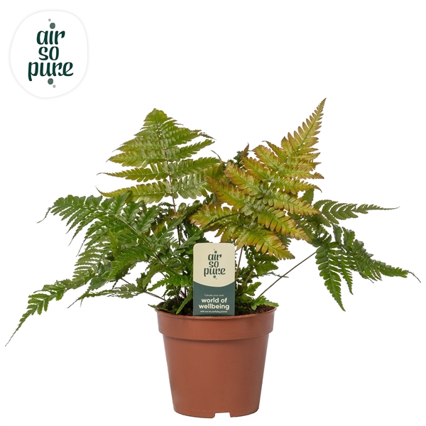 <h4>Dryopteris erythrosora</h4>