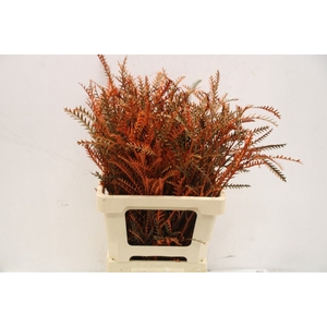 Grevillea ivanhoe paint orange