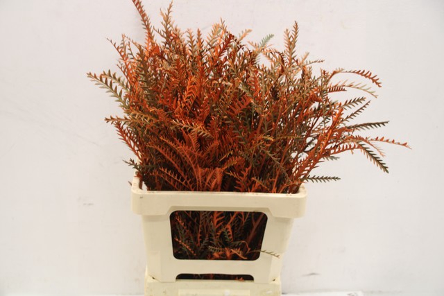 <h4>Grevillea ivanhoe paint orange</h4>