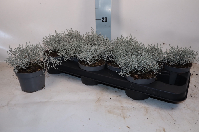 <h4>LEUCOPH BROWNII</h4>