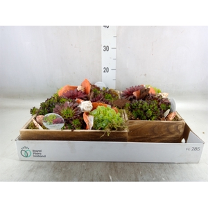 Arr.  Sempervivum L%