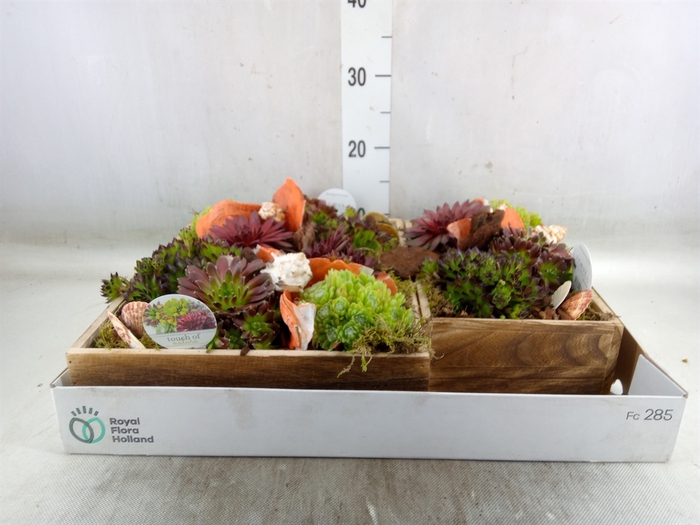 <h4>Arr.  Sempervivum L%</h4>