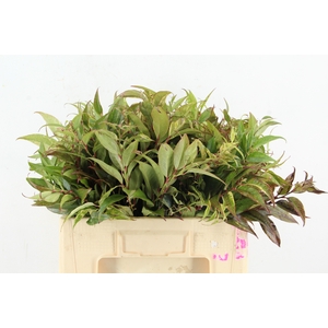 LEUCOTHOE RAINBOW 50CM