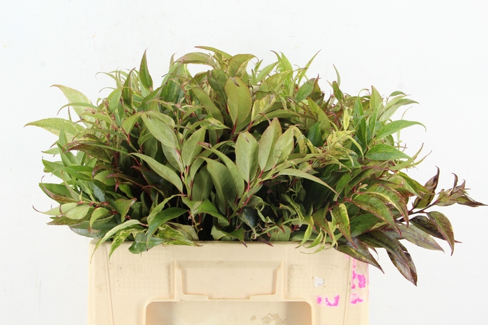 <h4>LEUCOTHOE RAINBOW 50CM</h4>