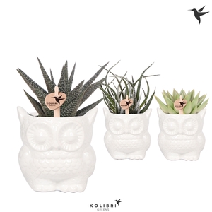 Kolibri Greens Succulenten mix in Owl pot white