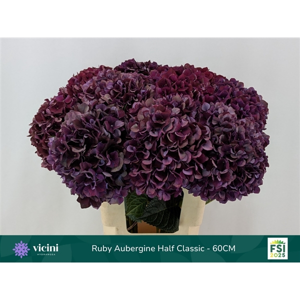 <h4>Ruby Aubergine Half Classic - 60CM</h4>