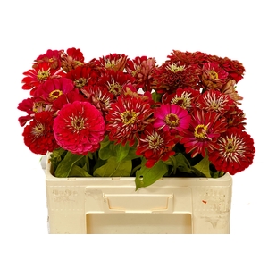 ZINNIA ELEGANS