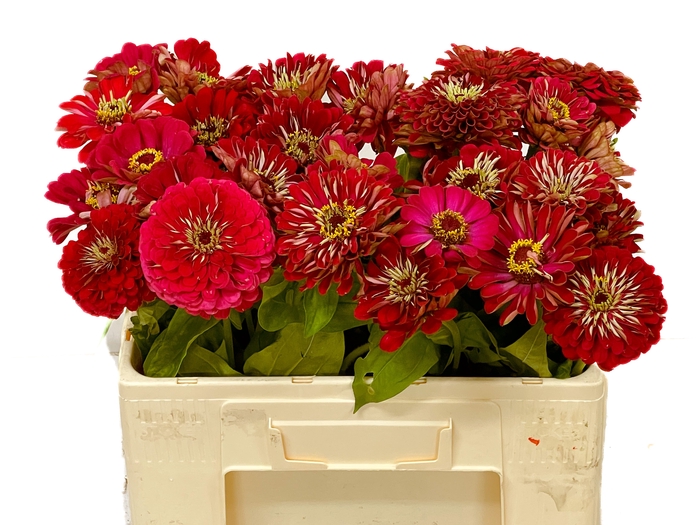 <h4>ZINNIA ELEGANS</h4>