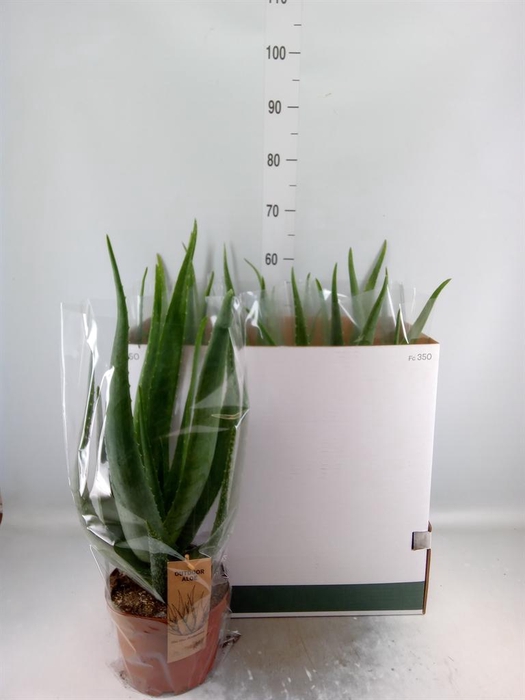<h4>Aloe vera</h4>
