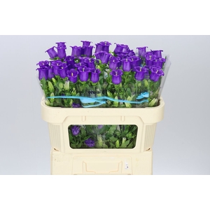 Campanula M Champ Blue