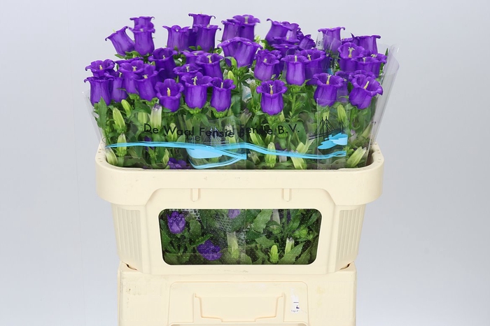 <h4>Campanula M Champ Blue</h4>