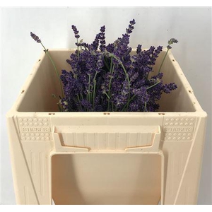 Lavandula Per Bos