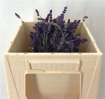 <h4>Lavandula Per Bos</h4>
