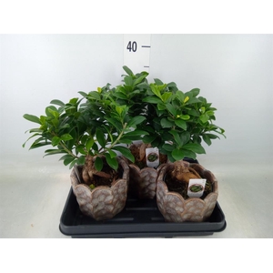 Ficus microcarpa 'Ginseng'