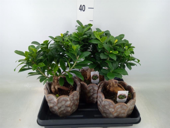 <h4>Ficus microcarpa 'Ginseng'</h4>