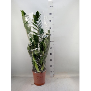 Zamioculcas zamiifolia