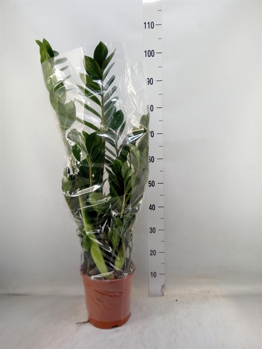 <h4>Zamioculcas zamiifolia</h4>